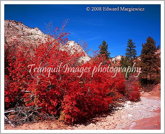 450554   Vibrant colored big tooth maples in a wash in the upper mesa of Zion  NP